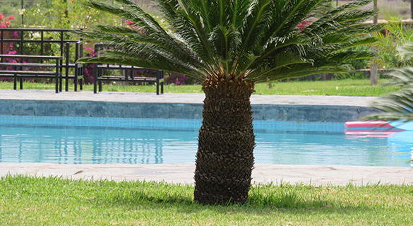 espace vert et piscine aux Maroc Villa Romanouk